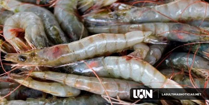 Ministerio Público incauta 357 libras de langosta y cangrejo en Pedernales