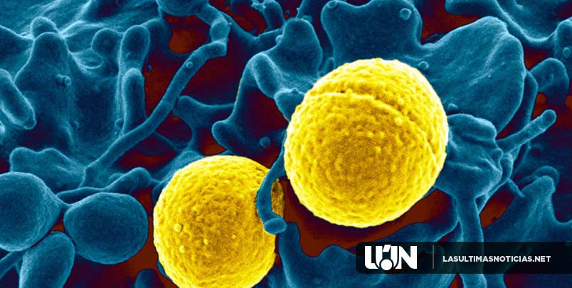Microorganismos resistentes a antibióticos aumentaron en la última década