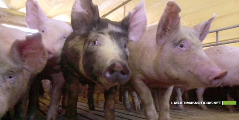 Procuraduría Medio Ambiente emplaza a productores informales de cerdos a eliminar criaderos en Pedernales