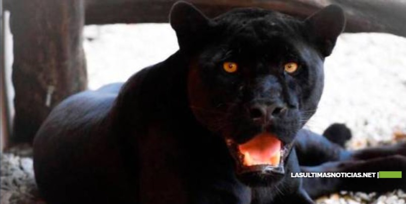 El Jaguar que fue robado del zoológico de Gurabo , lo intentaron vender por internet por US$ 15,000.00