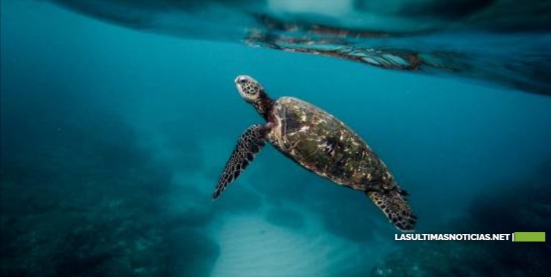 Diecinueve muertos tras comer tortuga marina en Madagascar