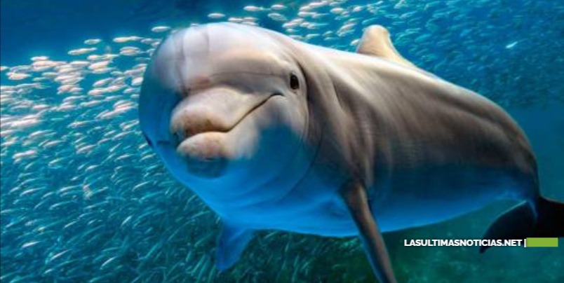 El hombre y su instinto asesino, Matanza de delfines y ballenas reaviva debate en las islas Faeroe