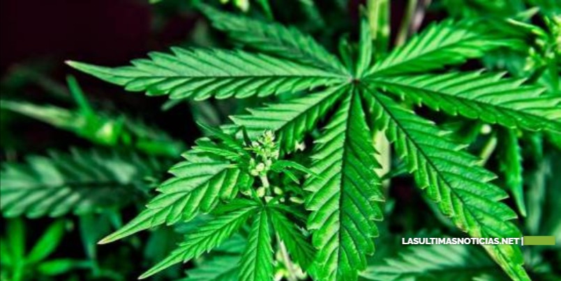 Malta legaliza el cultivo y consumo de cannabis con fines recreativos