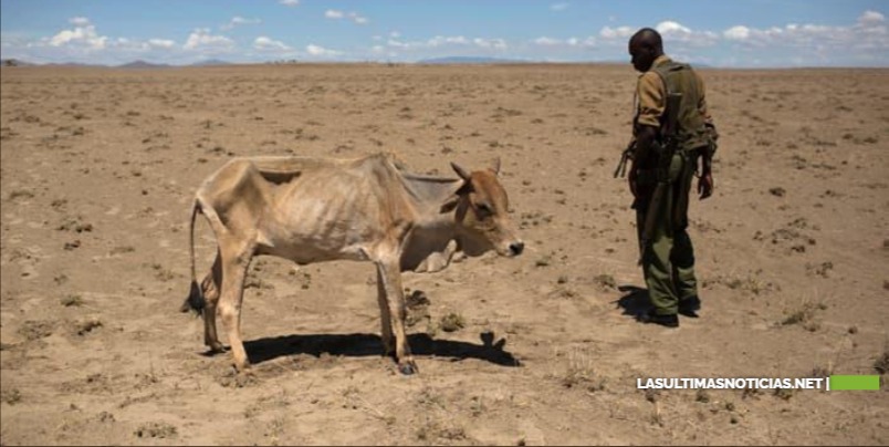 Unicef: «No esperemos que la hambruna se declare en Somalia para actuar»